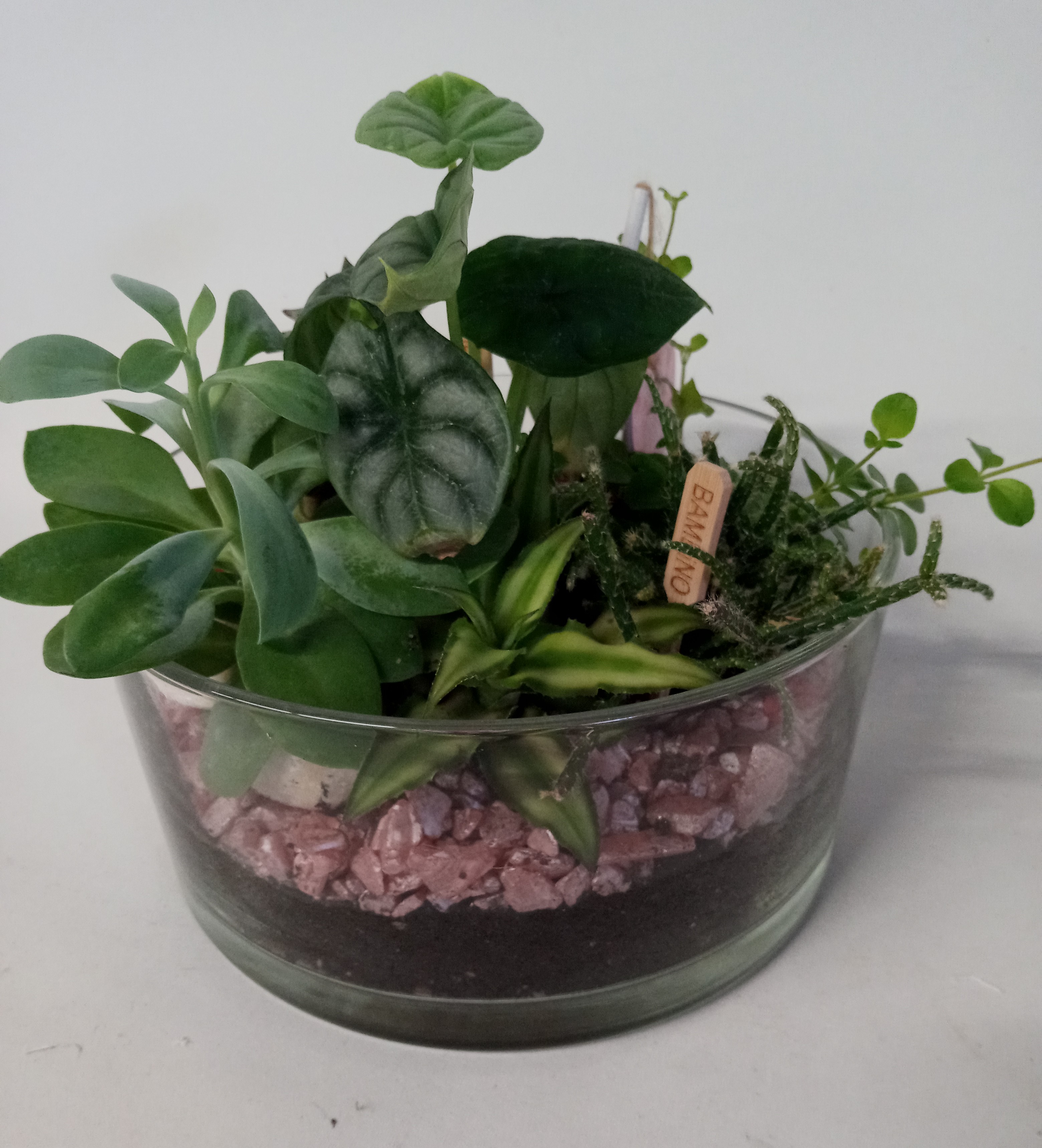 Pequeño Jardín 2 1